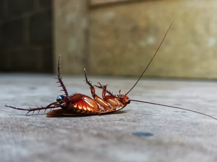 Förebyggande åtgärder kackerlackor